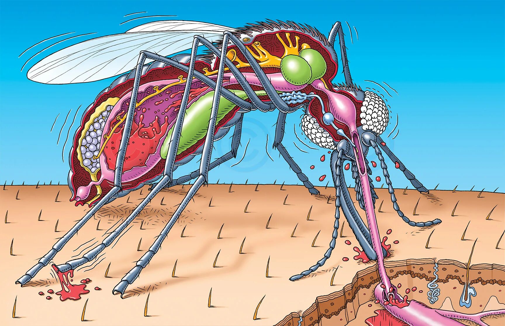 Укус комара под микроскопом. Строение хоботка мухи. Комар под микроскопом. Нос комара. Насекомое работающая на органы
