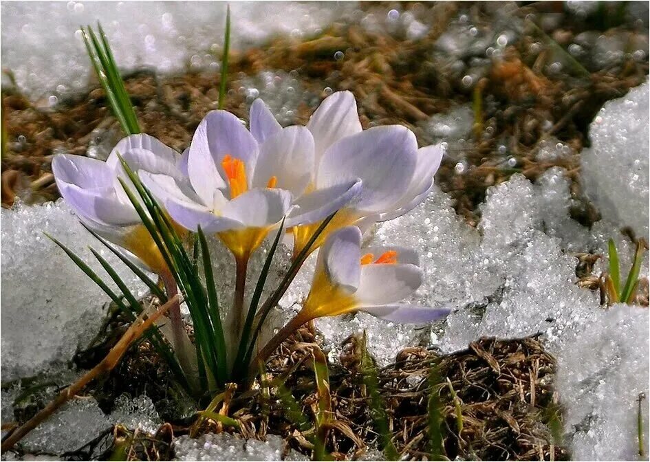 Пролески, подснежники, крокусы. Подснежники эдельвейсы. Весенняя природа.