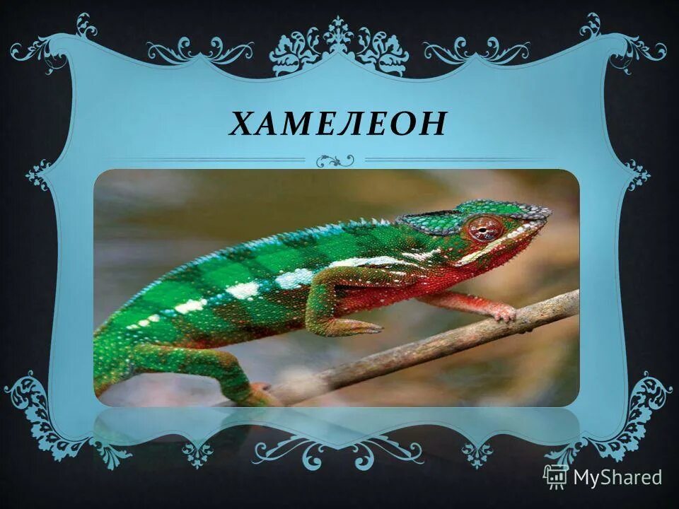 (очумелов, полицейский надзиратель, а. антон чехов хамелеон очумелов. сообщение о хамелеоне. антон чехов хамелеон очумелов. антон павлович чехов хамелеон текст.