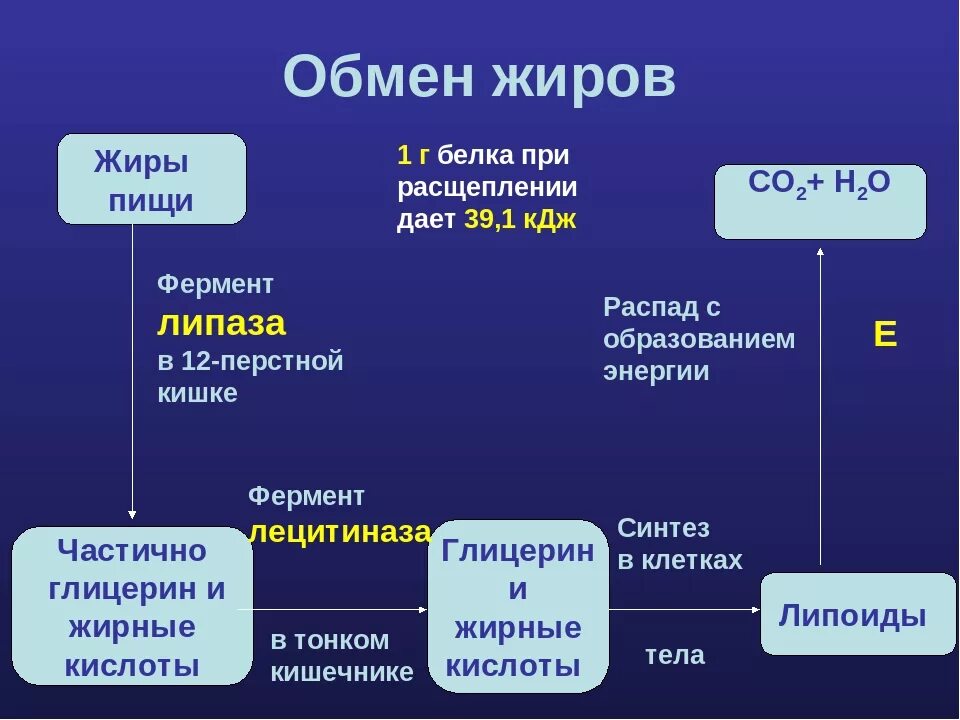 Какие вещества образуются в живых организмах. Обмен жиров в организме человека схема. Обмен жиров в организме биология 8 класс таблица. Обмен жиров в организме человека схема 8 класс. Этапы жирового обмена схема.