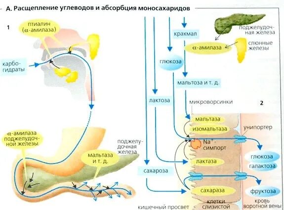 Расщепление углеводов в организме человека происходит. Схема переваривания углеводов в ЖКТ. Схема процесса расщепления углеводов. Схема процесса расщепления белка в организме. Процесс расщепления и всасывания углеводов схема.