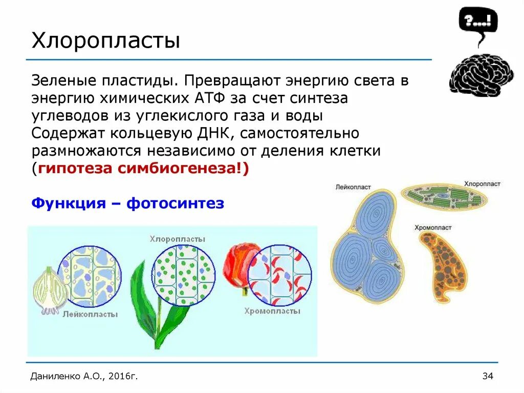 Пластиды содержат ДНК. Пластиды в клетках. Биогенез пластид.