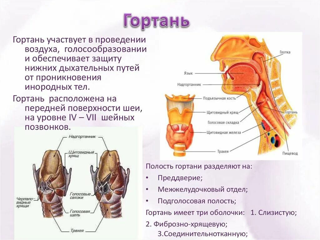 Глотка выполняет функции. Гортань анатомия человека строение и функции. Гортань положение строение. Особенности строения гортани. Функции хрящей гортани кратко.