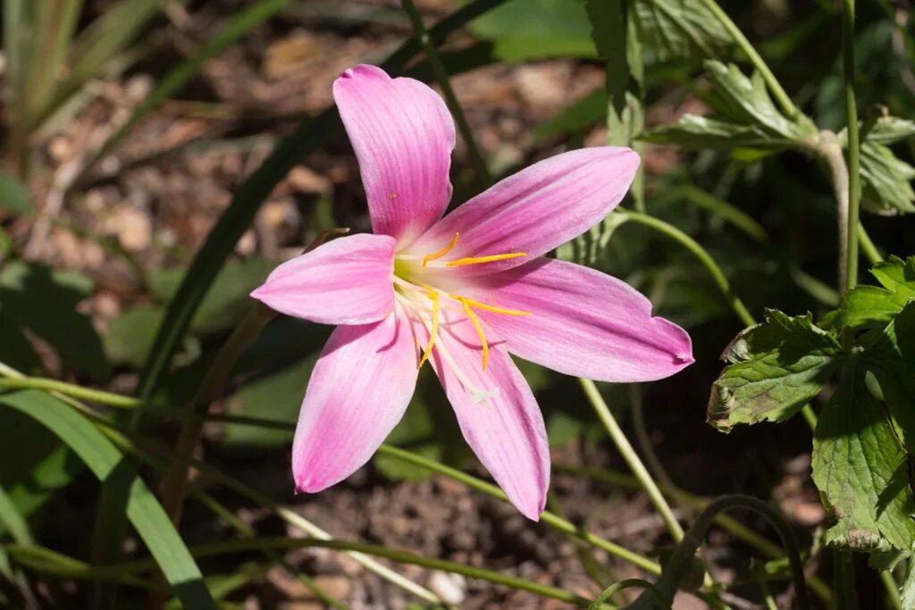 выскочка 7 букв. комнатный нарцисс зефирантес. зефирантес атамасский. зефирантес. зефирантес выскочка.