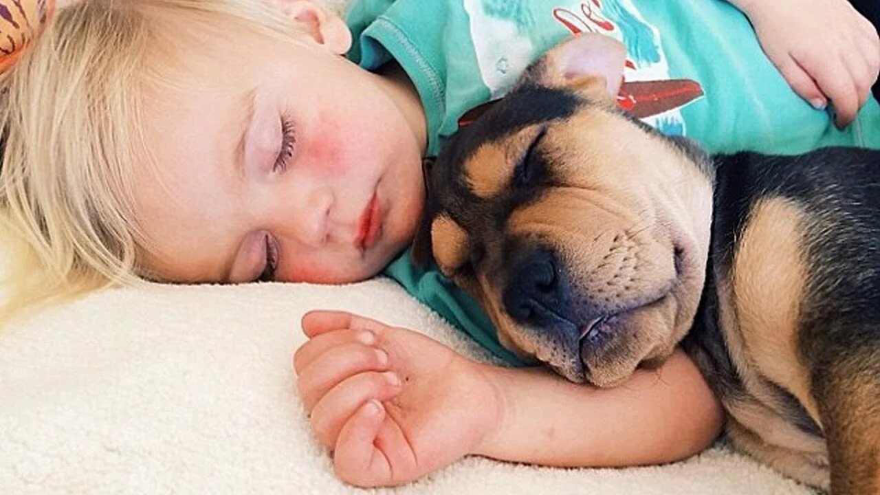 Спящие щенки. Спящий ребенок и собака.