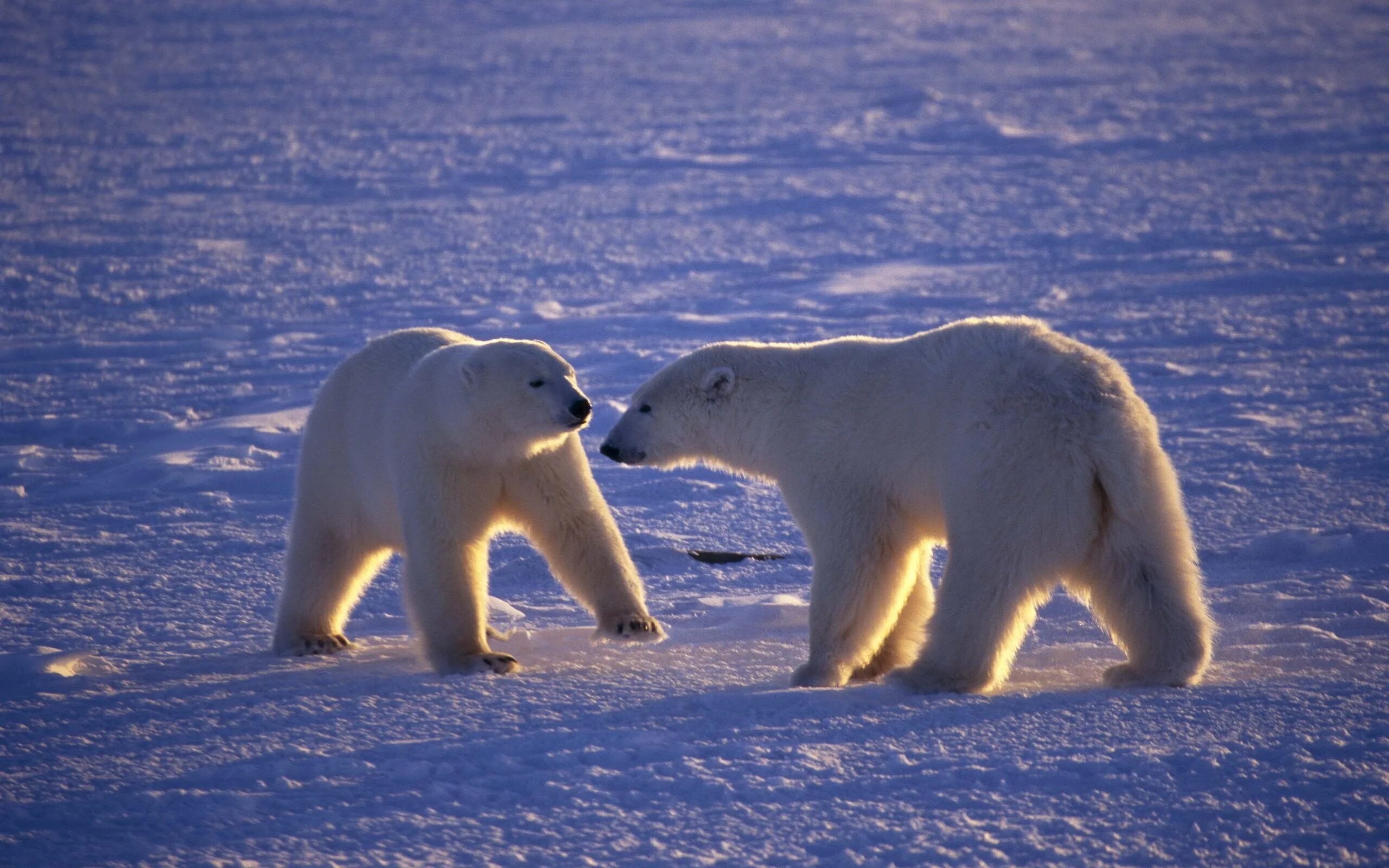 Медведи живут на севере. Арктические пустыни белый медведь. Белые медведи в Арктике. Белый медведь Северный полюс. Арктика – Антарктика белый медведь.