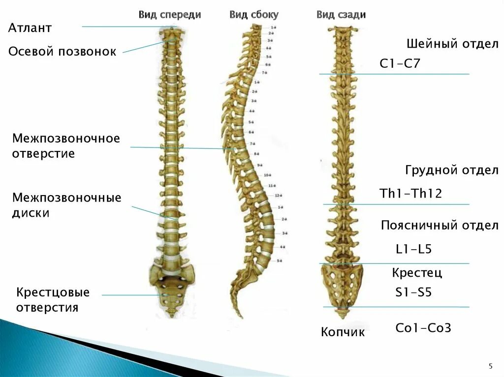 Скелет анатомия Позвоночный столб. Позвоночный столб вид спереди. Th1 th12 грудной отдел позвоночника.