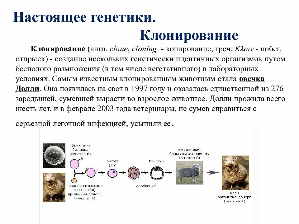 Клонирование метод в биологии. Клонирование. клонирование животных. схема клонирования. интересные факты о клонировании животных.