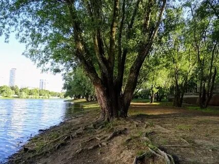 Кубань кострома
