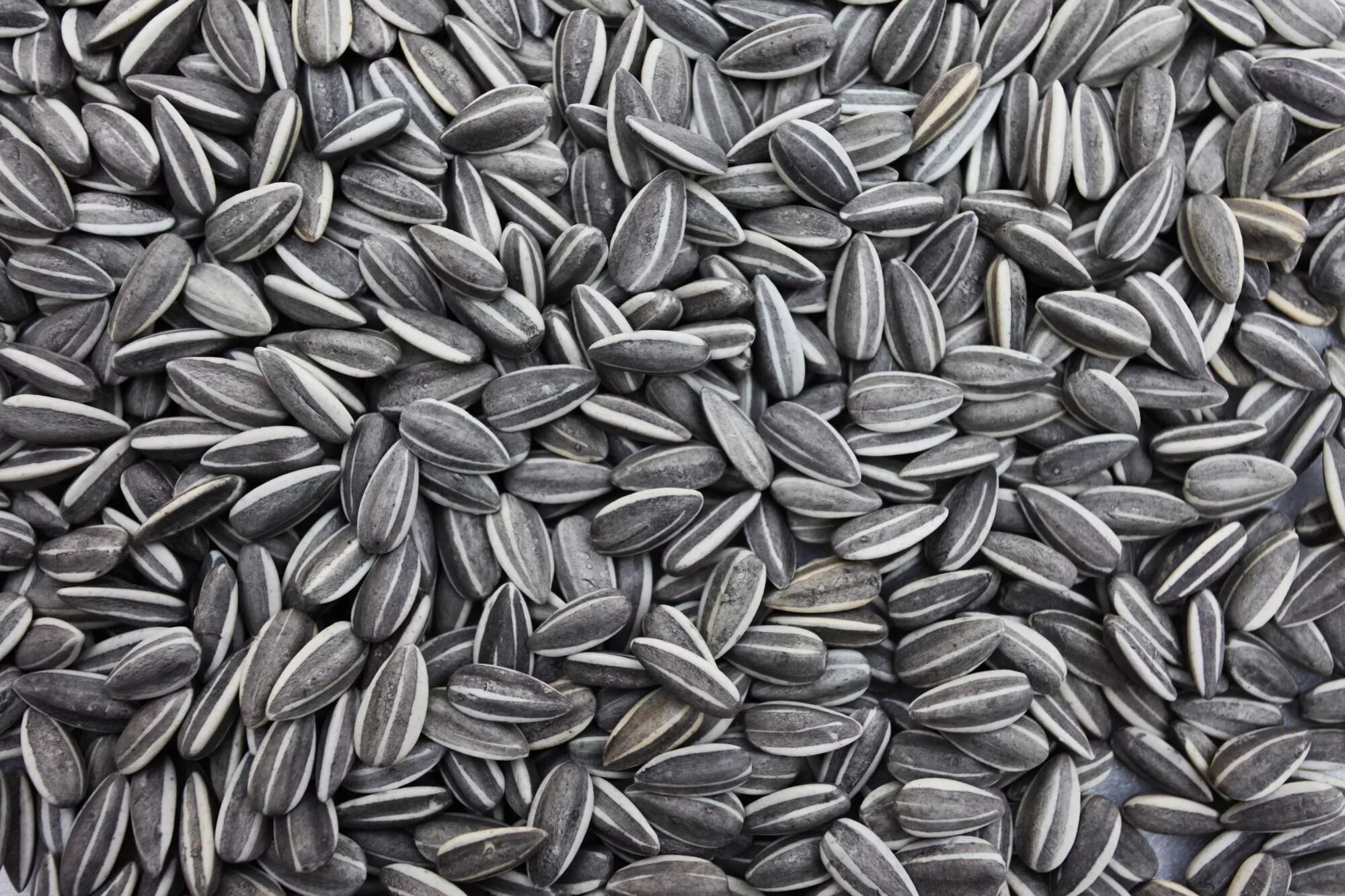 Обсемененные семечки. Семена подсолнечника (Sunflower Seeds. Семечки Sunflower Seeds. Подсолнечник полосатый. Семечки полосатые.