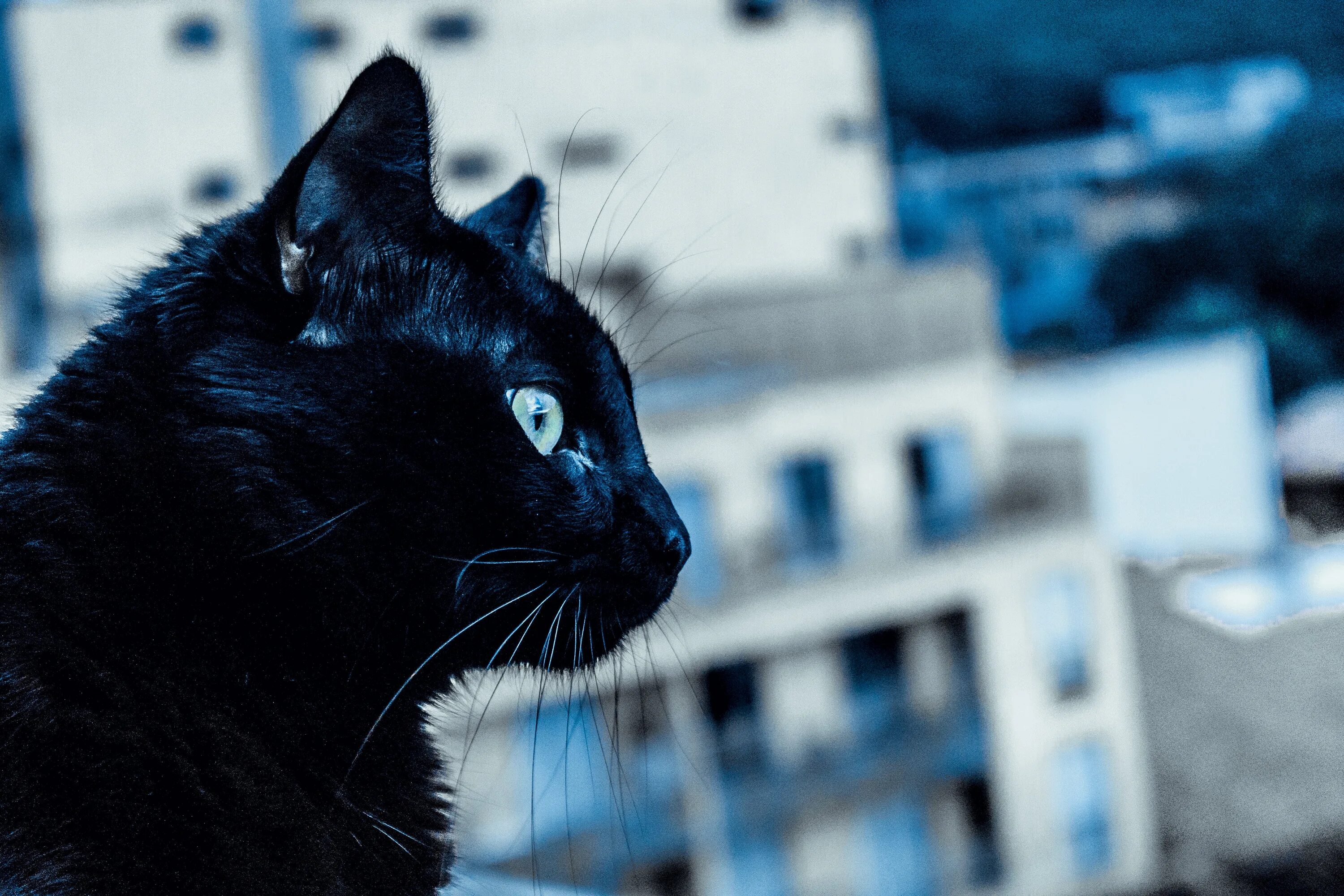 Чёрная кошка с голубыми глазами. Синяя кошка. Тёмно-синяя кошка. Сибирская синяя кошка. Синий кэт