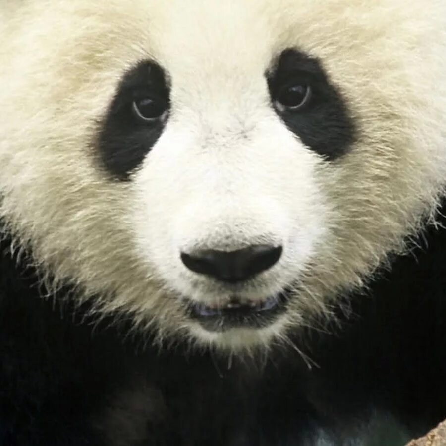 Панда без кругов. Панда без пятен. Глаза панды. Панда с черными кругами. Панда круги под глазами.