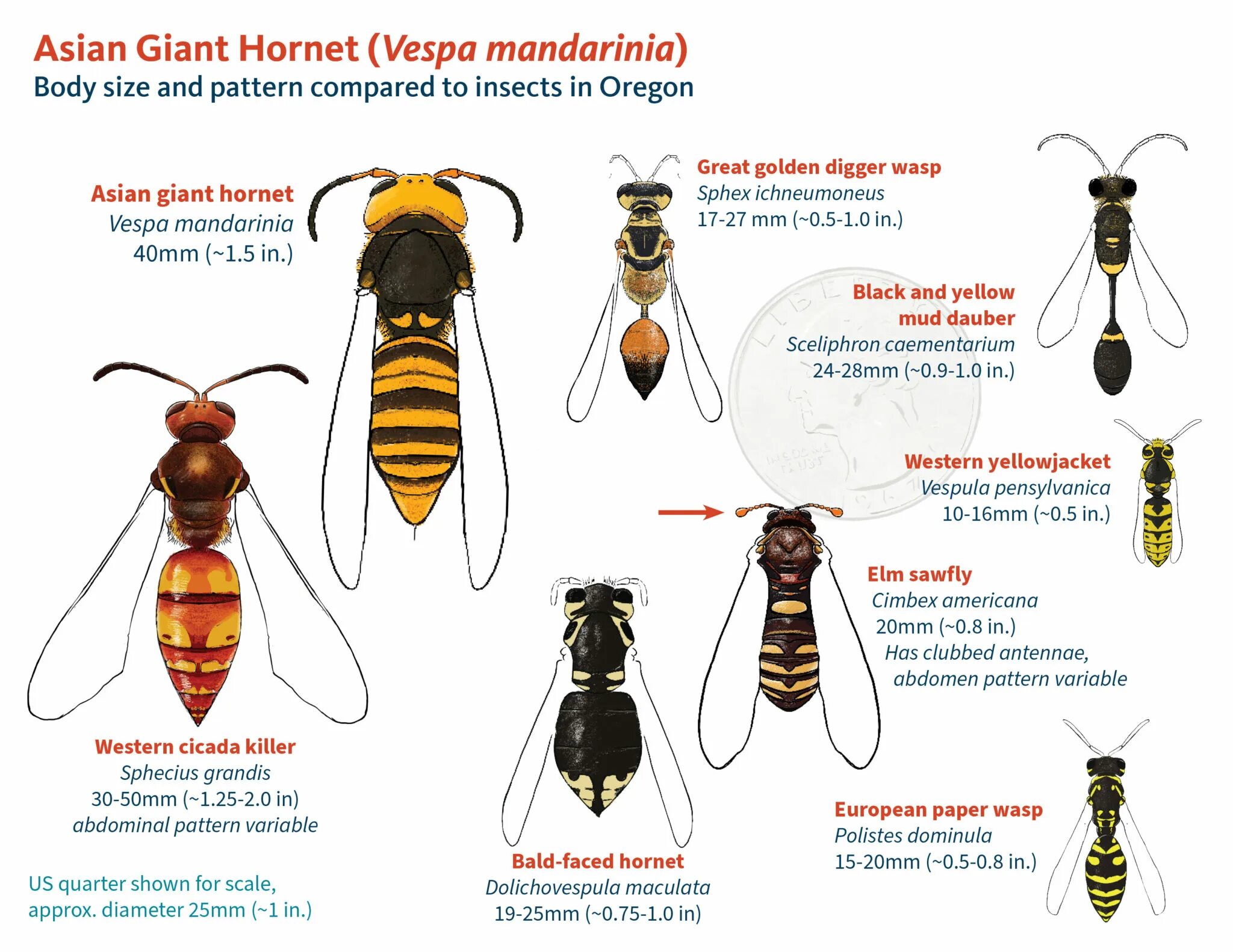 German wasp. Pteromalus puparum. Трутень шершня. Осы перевод на русский. Wasp "wasp".