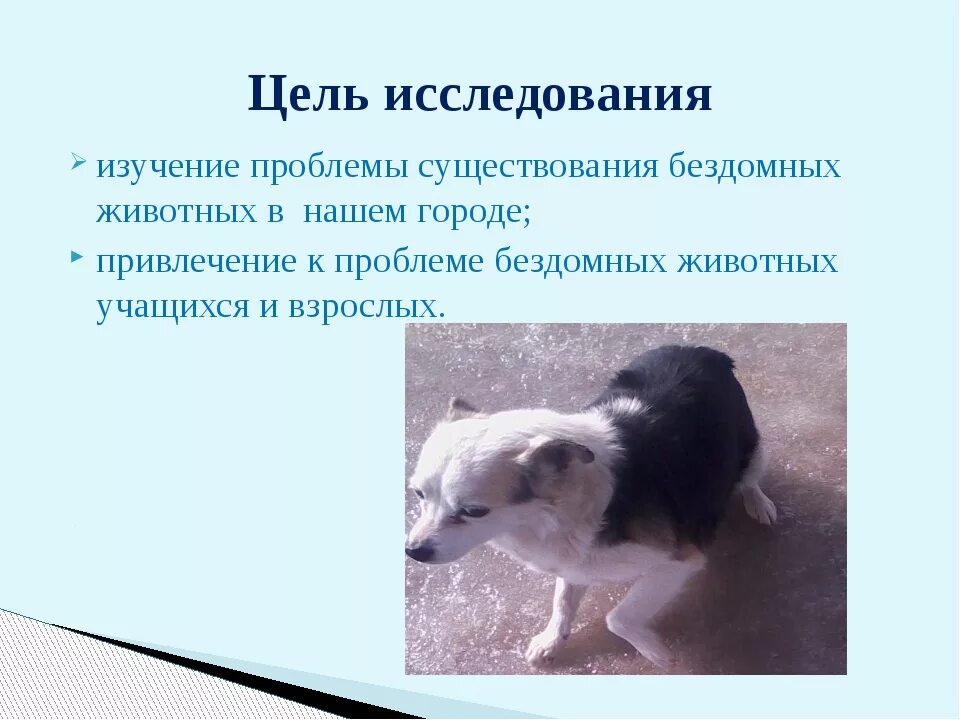 Исследовательская работа проблема бездомных животных. Бездомные животные проект. цель бездомные животные. проект на тему бездомные животные. информация о бездомных животных.