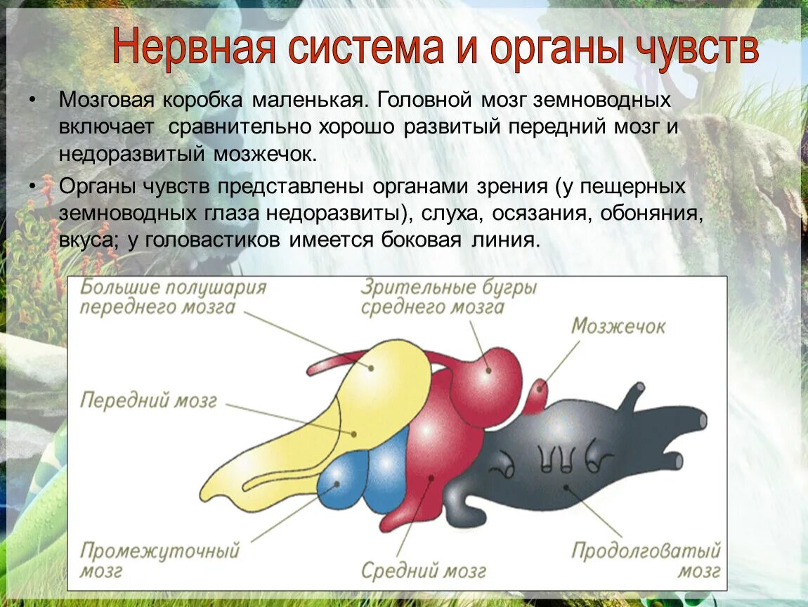 Система органов земноводных 7 класс. Нервная система земноводных амфибий. Нервная система головного мозга у земноводных. Нервная система и органы чувств амфибий. Нервная система хвостатых земноводных.