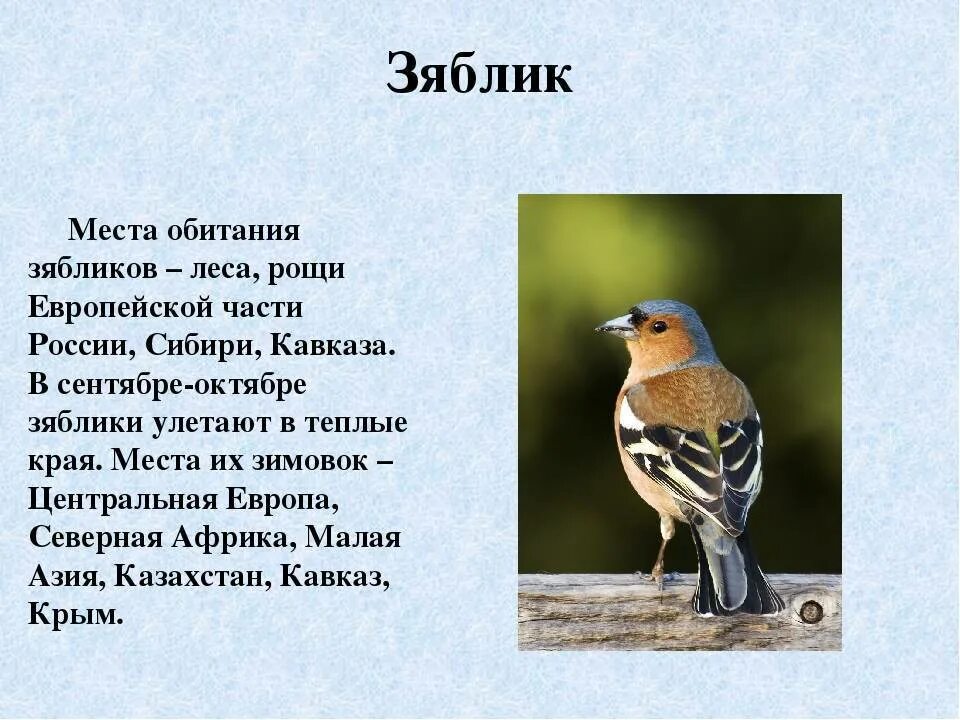 Зяблик ареал. Доклад про птицу зяблик. Зяблик птица описание. Зяблик рассказ для 1 класса. Описание птицы зяблика.
