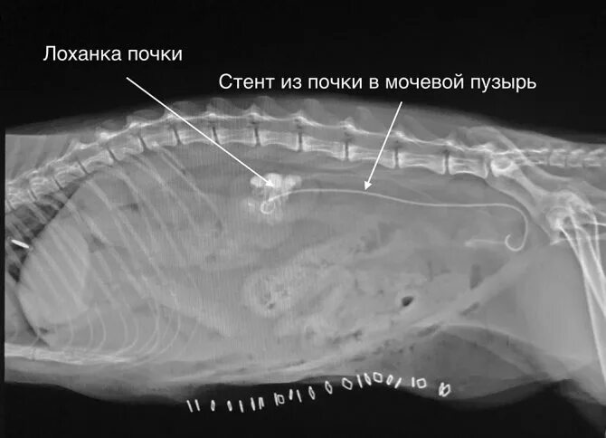 Мочеточник у кошек. Стентирование мочеточника. Урологический стент.