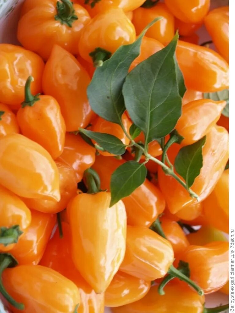 Хабанеро чили. Перец острый хабанеро. Habanero lime. Habanero lime. Перец хабанеро куст.