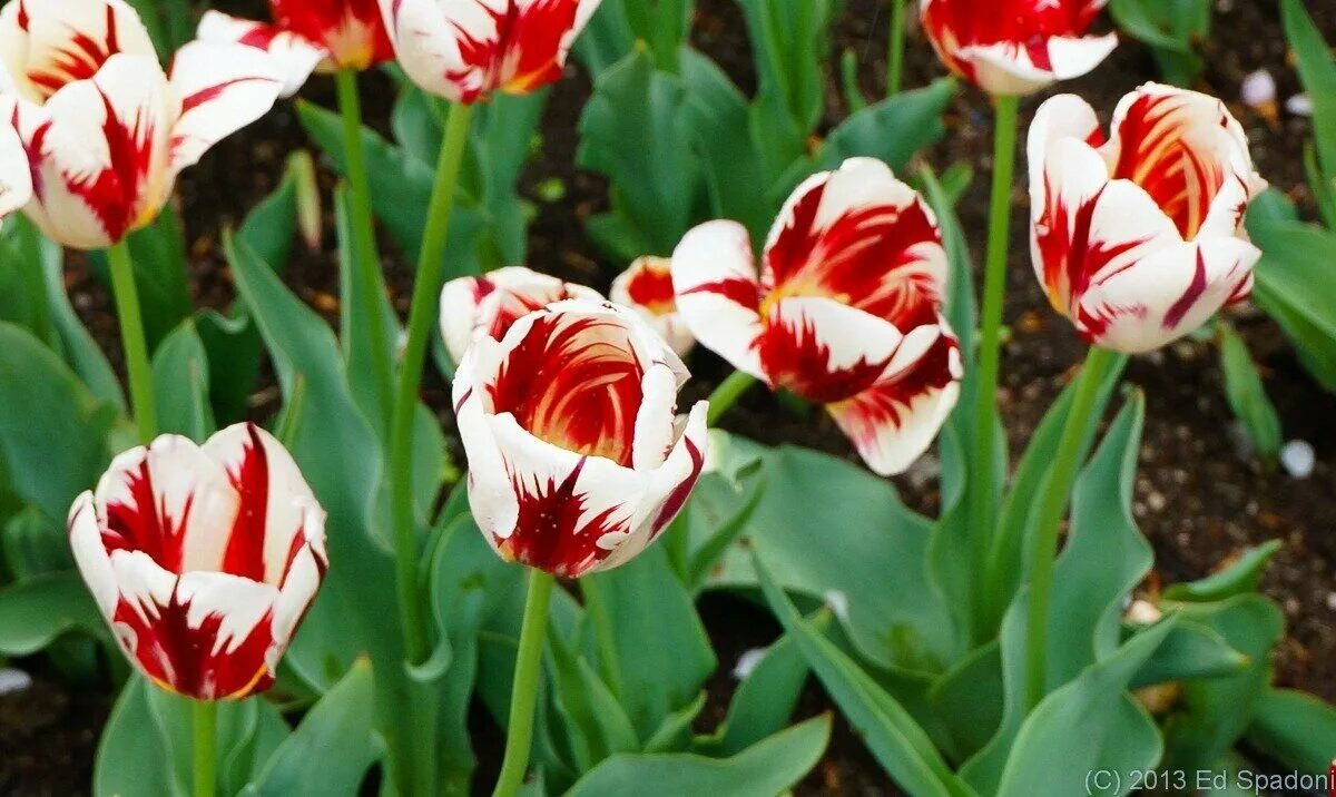 Пестролепестность тюльпанов фото. Вирус пестролепестности тюльпанов. Тюльпан boston. Тюльпаны переопыляются. Почему тюльпаны меняют цвет.