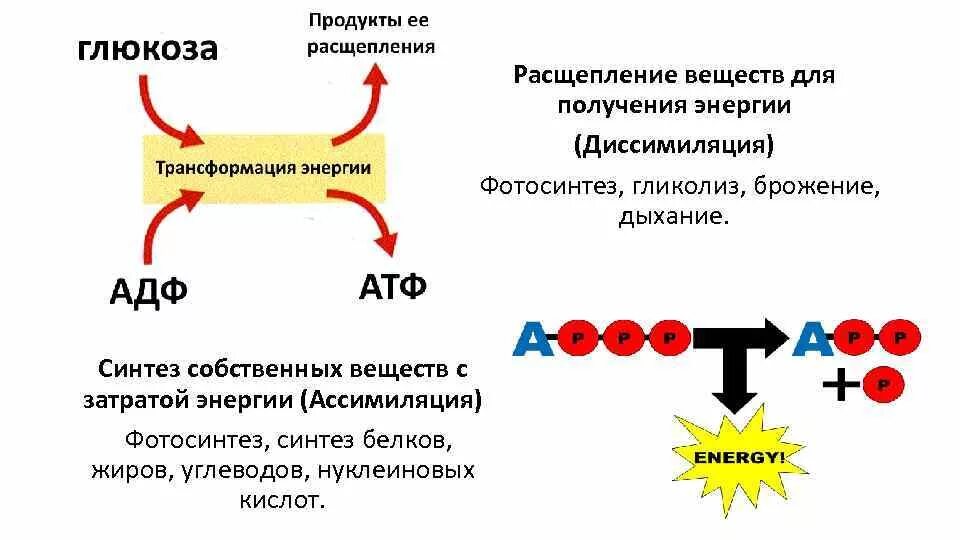 Атф в растительной клетке. Схема расщепления веществ. Схема АТФ жиров. Биосинтез АТФ, белков, жиров, углеводов. Процесс распада АТФ.