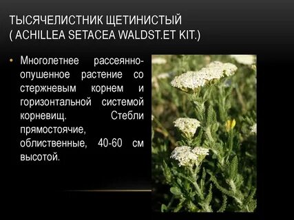Систематика тысячелистника