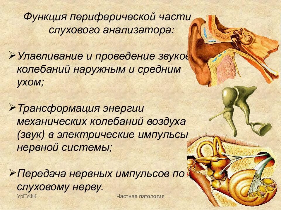 Зрительная функция слуховая функция