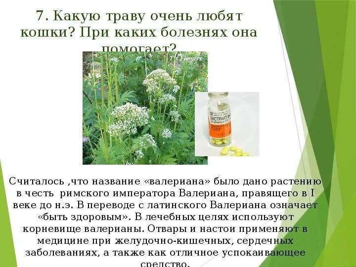 Какую траву можно давать кошкам. Какую траву любят кошки. какие растения любят кошки. какое растение любят кошки. какую траву любят кошки ответ.