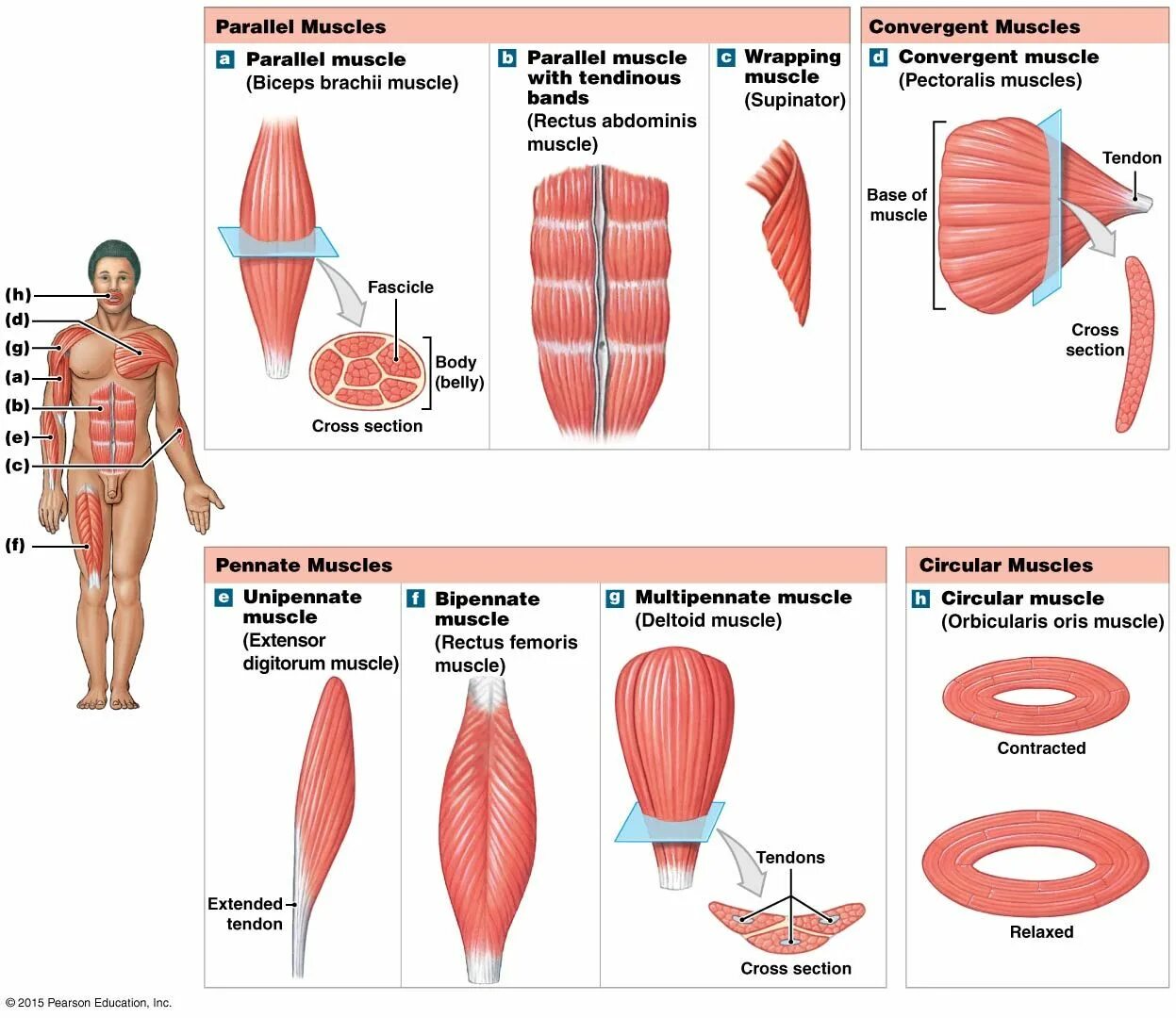 Different Types of Muscles and Their Parts