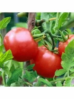 Семена китайских помидор