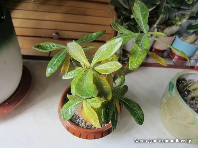 бегония chlorosticta. куфар комнатные растения. куфар комнатные растения. куфар комнатные растения. горшечные растения.