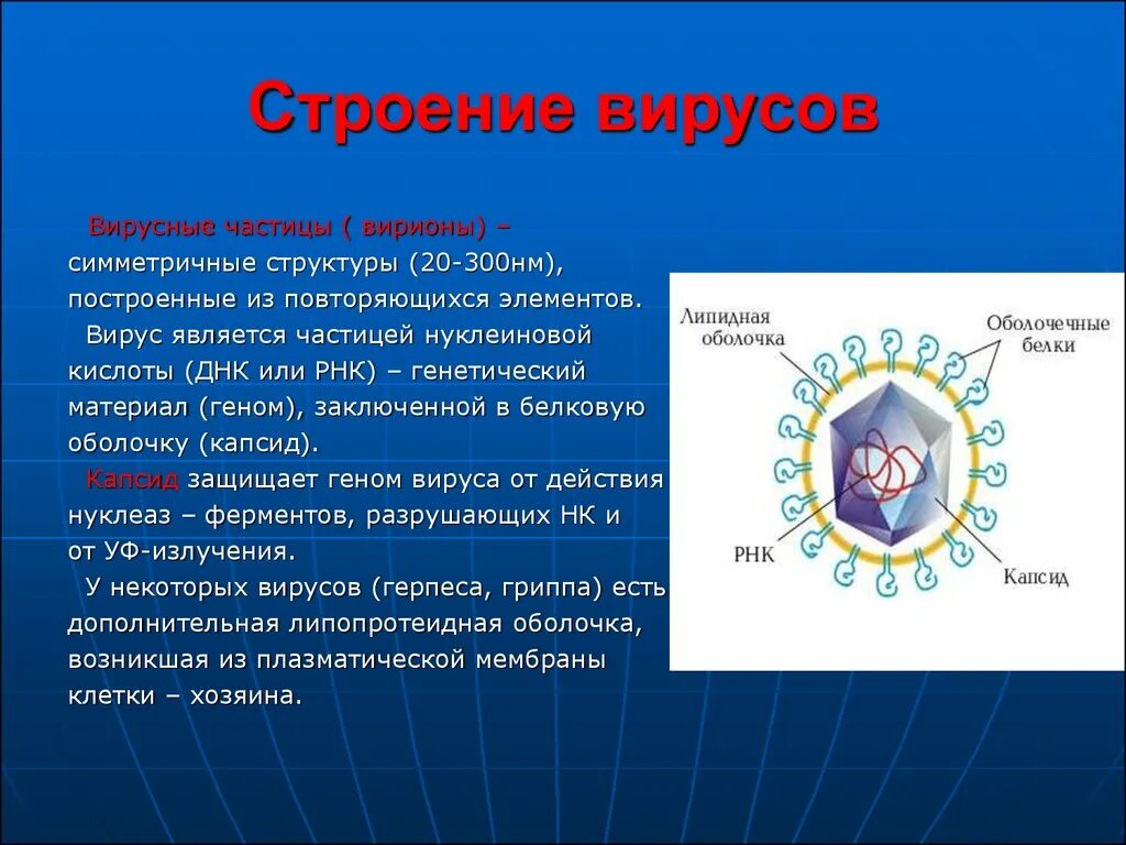 Строение вирусов микробиология. Строение вируса. Вирусы строение вирусов. Структура вируса. Характеристика строения вирусов