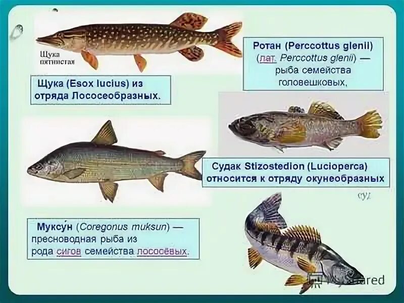 Щуковые семейство рыб. Щука относится к. Щука отряд. Представители щуки.