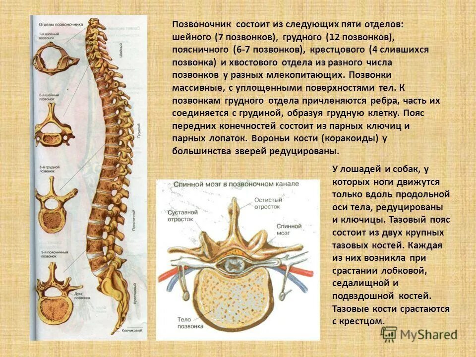 Отделы головного мозга человека схема. Состоит из пяти отделов. Основные рефлексы спинного мозга. Классификация рефлексов спинного мозга. Примеры спинальных рефлексов.