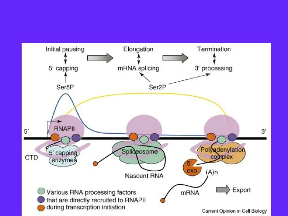 Посттранскрипционные процессы у эукариот. Сплайсинг РНК рибозимы. Процессинг РНК. Схема транскрипции и процессинга. Процессинг синтез