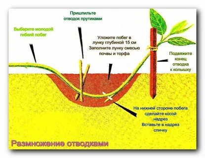 Простой способ сделать отводок