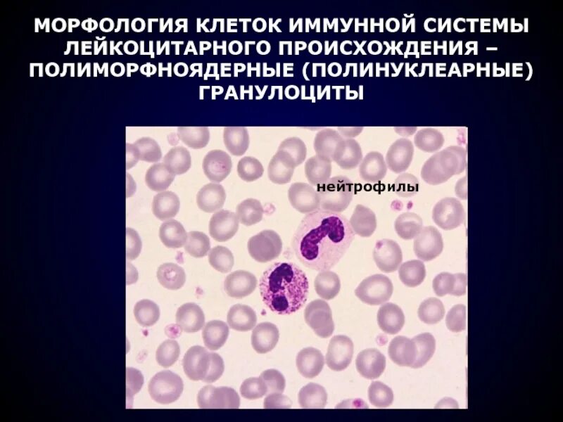 Нейтрофилы иммунология. Предшественники нейтрофилов. Базофилы функции гистология. Морфофункциональная характеристика гранулоцитов нейтрофильных. Макрофаги нейтрофилы фагоциты.