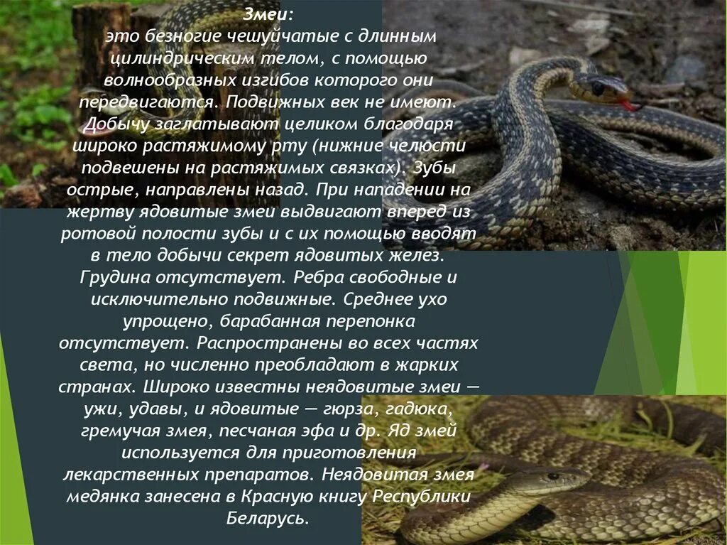 Змеи доклад. Презентация о змеях. Сообщение о пресмыкающихся змеи. Класс пресмыкающиеся змеи. Читать про змей