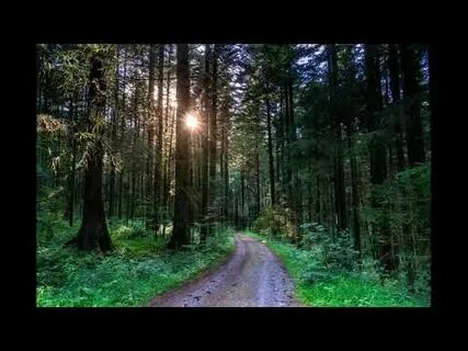 Музыка леса без рекламы