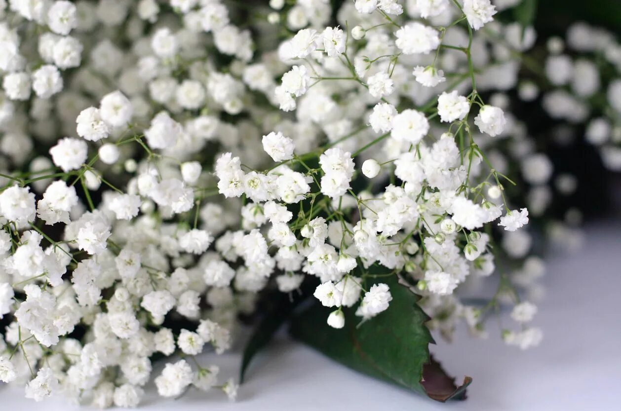 Сухоцветы гипсофилы в вазе. Blossom s breath. Гипсофилы свадебный букет невесты. Гипсофила паникулята роуз. Blossom s breath.