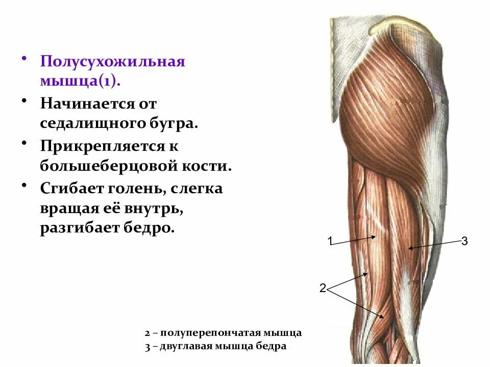 Сухожилие бедро задняя. Двуглавая мышца бедра начало и прикрепление. Длинная головка двуглавой мышцы бедра. Задняя двуглавая мышца бедра функции. Сухожилие длинной головки двуглавой мышцы.
