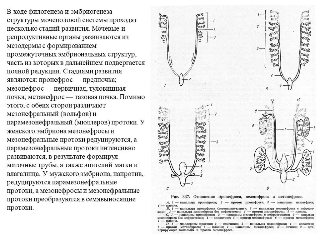 Эмбриогенез мочевой системы. Мезонефрос эмбриогенез. Эмбриогенез почки схема. Схема эмбрионального развития органов мочевыделительной системы.