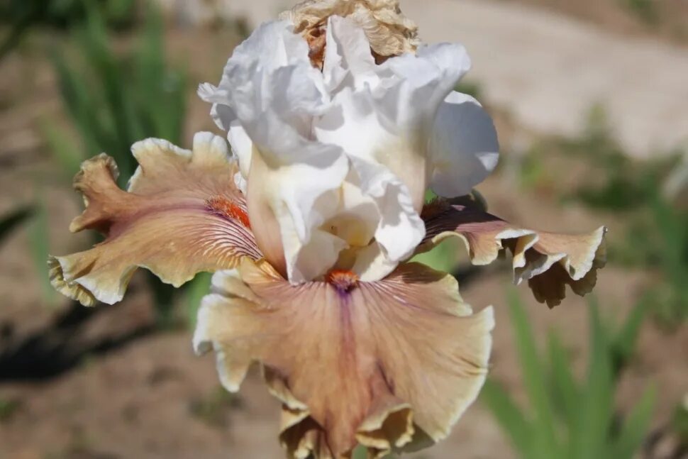 ирис бородатый coffee trader. ирис coffee whispers. ирис coffee trader (blyth 2006). ирис pyroclast. ирис коффи трейдер.