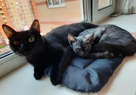 Кошки подмосковье