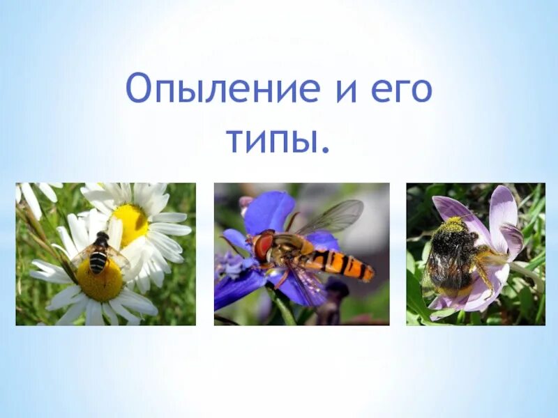 Что такое опыление 3 класс окружающий. Соцветия. опыление.виды опыления.. опыление тип 38. барвинки опыление. опыление мем.