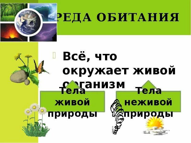 Все то что окружает живой организм. Тела живой природы. Организмы тела живой природы. Человек часть живой природы. Тела живой и неживой природы.