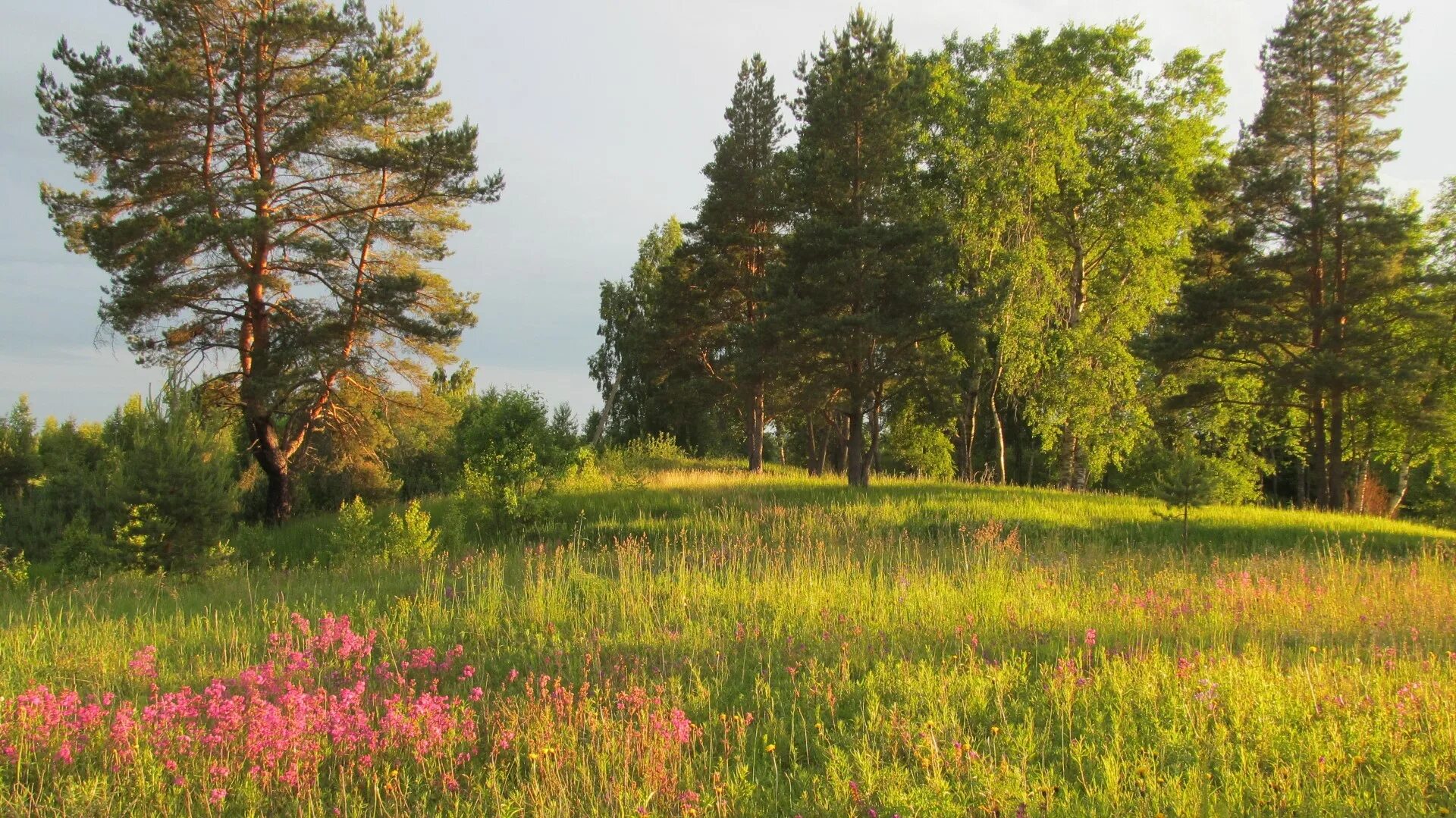 Сосновые леса в луге. Батецкий район природа. Батецкий район лес. Деревня Ивня Батецкий район. Озеро Борок Батецкий.