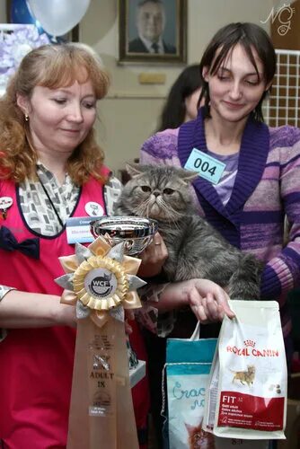 Клуб кошек. Роскошь клуб кошек. Cat club клуб кошек. Роскошь клуб кошек. Кошачий клуб череповец.