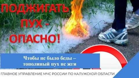Можно ли поджигать тополиный пух ответ