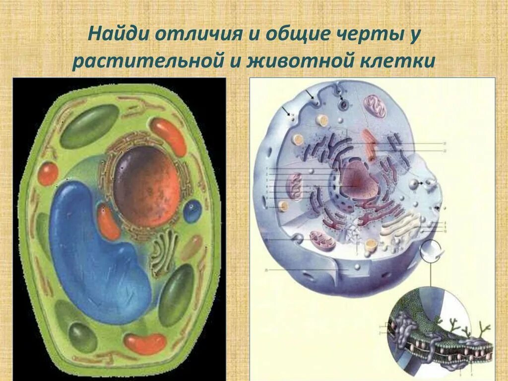 Рисунок модели клетки. Модель растительной клетки 5 класс биология. Модель животной клетки 5 класс биология. Модель клетки животного биология 5 класс. Макет растительной или животной клетки.