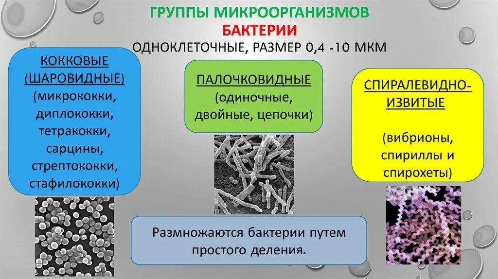 Примеры групп бактерий